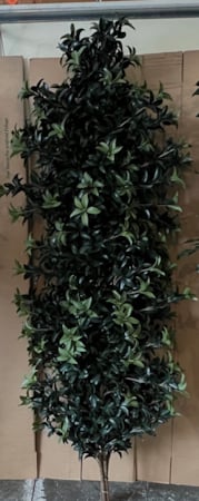 A-1114 5 feet TO 8 feet  Polyblend Mountain Laurel Bush UV stabilized and waterproof