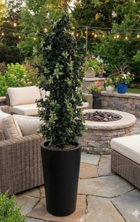 A-1114 5 feet TO 8 feet  Polyblend Mountain Laurel Bush UV stabilized and waterproof
