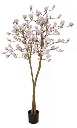 7 Foot Flowering Magnolia Trees on Natural Trunk Pink, Rose, Light Pink