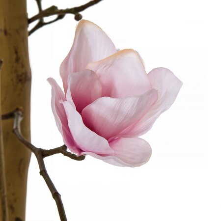 7 Foot Flowering Magnolia Trees on Natural Trunk Pink, Rose, Light Pink