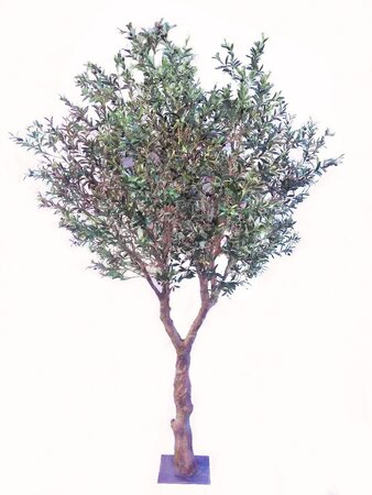 12 Foot Exotic Mediterranean Fire Retardant Olive tree 68" Wide