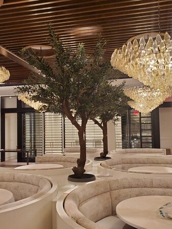 9.5 feet to 10 Foot exotic CALIFORNIA OLIVE TREE OLIVE TREE with olives