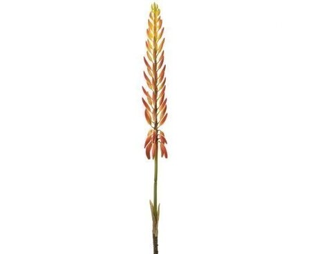 28 inches Agave Aloe Flower Spray  Two Tone Orange