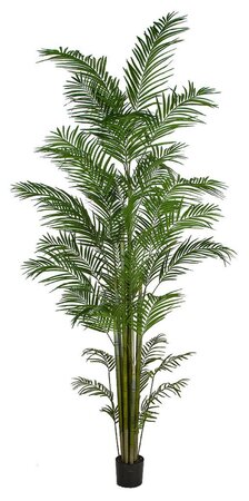 Large Potted Areca Palm Trees In 8 Ft., 10 Ft. Or 12 Ft. Tall