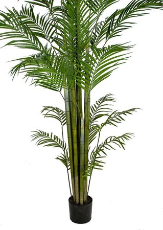 Large Potted Areca Palm Trees In 8 Ft., 10 Ft. Or 12 Ft. Tall