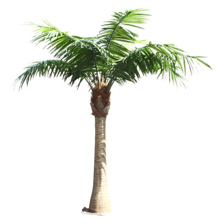 12 feet OUTDOOR STRAIGHT COCONUT PALM TREE