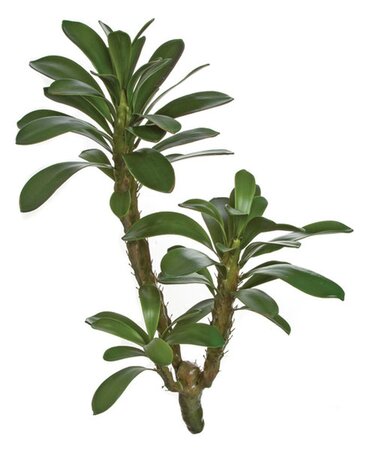 23 inches Euphorbia Trigona - Natural Touch - Green - Bare Stem