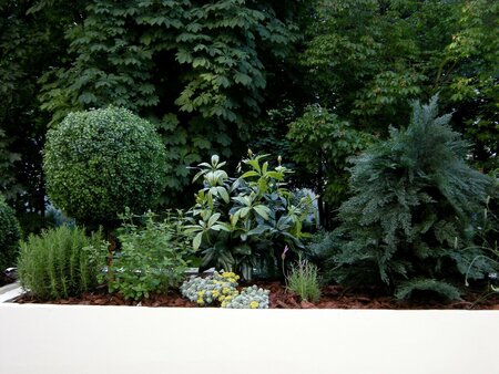 49 inches Outdoor UV Mahonia Bush - Cream/Green