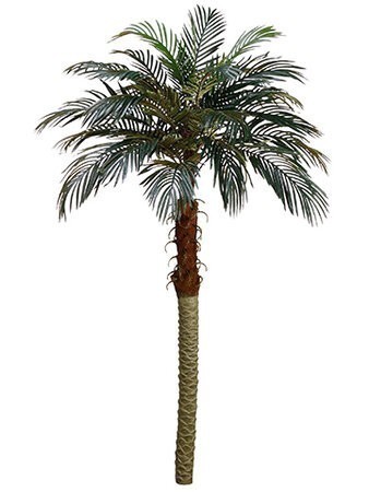 6 feet Phoenix Silk Palm Trees - Non Potted