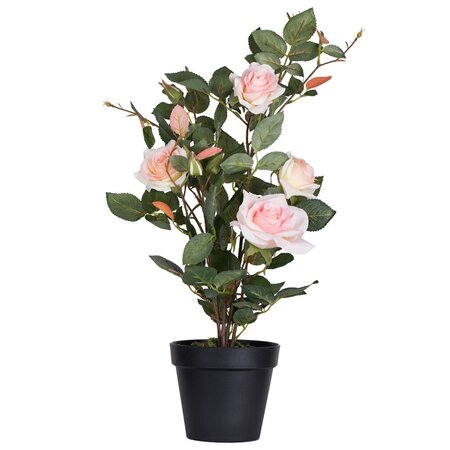 21 inches Pink Rose Plant in Pot