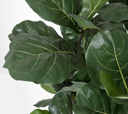 68 Inch Fiddle Leaf Tree - Regular Or Ifr