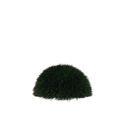 12 inches HIGH X 24 inches Wide  Outdoor WHEAT GRASS MOUND