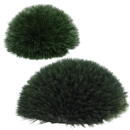 9 inches HIGH X 18 inches Wide Outdoor  WHEAT GRASS MOUND