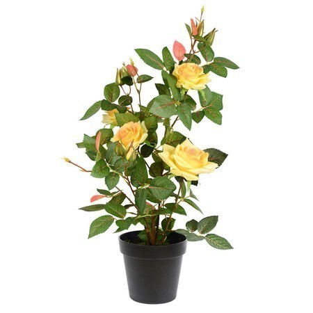 21 inches Yellow Rose Plant in Pot