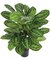 36 Inch FireSafe Calathea Roseopicta Plant