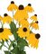 24" FireSafe Black Eyed Susan Bush