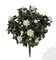 28 inches Outdoor Polyblend Gardenia Bush - 257 Leaves - 17 Flowers - 11 Buds - White