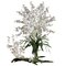 Dancing Lady (Set of 12)