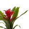 10" Bromeliad Artificial Flower (Set of 6)