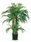 4 feet Phoenix Palm Tree in Round Pot Green