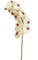 38 inches Phalaenopsis Orchid Stem - 10 Flowers - 1 Bud