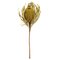 12" Basil Banksia Flower Stem 3/Pk