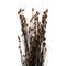 36-40" Bell Grass Autumn Pod 16oz Bundle