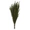 22-26" Basil Grabia 5-6oz Bundle