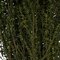 22-26" Basil Grabia 5-6oz Bundle