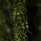 22-26" Basil Grabia 5-6oz Bundle