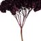15" True Violet Hydrangea Stem