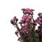 12-22" Violet Phylica Bundle 10oz
