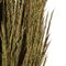 36" Natural Green Plume Reed Bundle 7oz