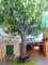 Giant Custom Artificial  Trees — breathtaking replicas of nature’s most iconic giants