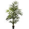 7 feet Kentia Palm Silk Tree
