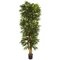 7.5' Phoenix Palm Tree