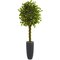 6.5' Braided Ficus Artificial Tree in Cylinder Planter UV Resistant (Indoor/Outdoor)
