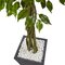 6.5' Ficus Tree with Slate Planter UV Resistant (Indoor Outdoor)