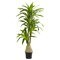 6.5 Foot Dracaena Artificial Plant