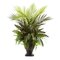 27" Mixed Areca Palm, Fern and Peacock w/Planter
