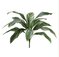 26" Cordyline Bush with 15 Leaves Green White