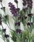 24 Inch Dark Purple Lavender Bush