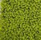 20 INCH X 20 INCH X 1 INCH POLYBLEND OUTDOOR BOXWOOD MAT | LIME GREEN OR BURGUNDY
