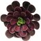 8 Inch Polyblend Aeonium Plant - Burgundy/Green