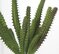 7.5 Inch Dogtail Cactus Spray