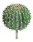 BARREL HEAD CACTUS WITH STEM | 12.5 inches OR 15.5 inches