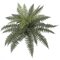 33 Inch X 24 Inch Medium Uv Outdoor Ruffle Fern