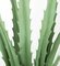 25 Inch Sharp Leaf Outdoor Agave Plant