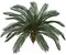 4.5 Feet, 5.5 Feet, 7.5 Feet, 8.5 Feet Tall X 68 Inch Width - Polyblend Outdoor Cycas Palm Trees