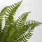 18 Inch L X 12 Inch W Outdoor Boston Fern Bush